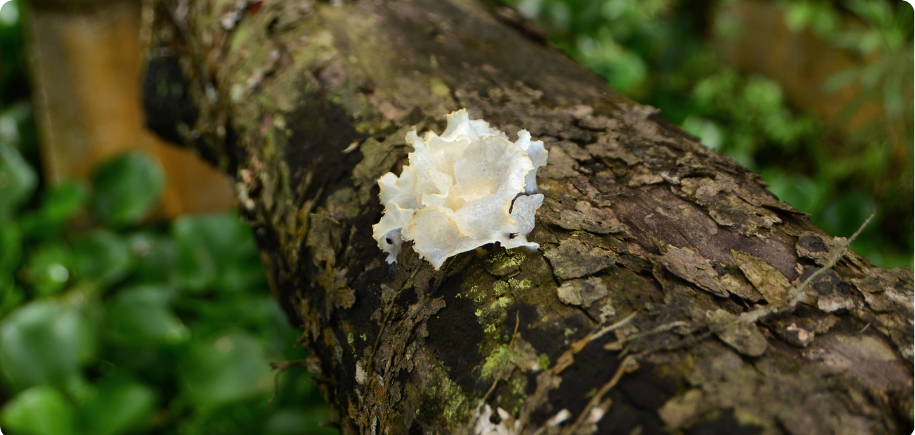 fromnature (7)